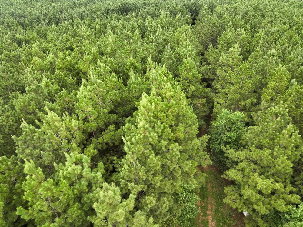 Provencal Vowell Mills Rd Natchitoches, LA 71468