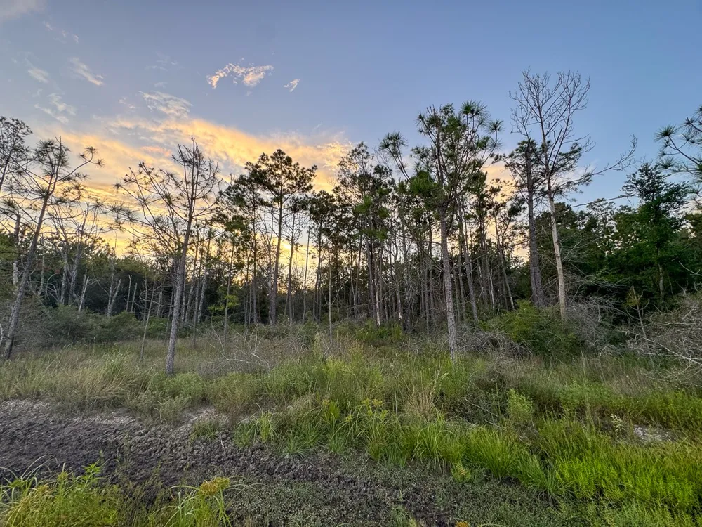 Starks Big Woods Rd. Lake Charles, LA 70661