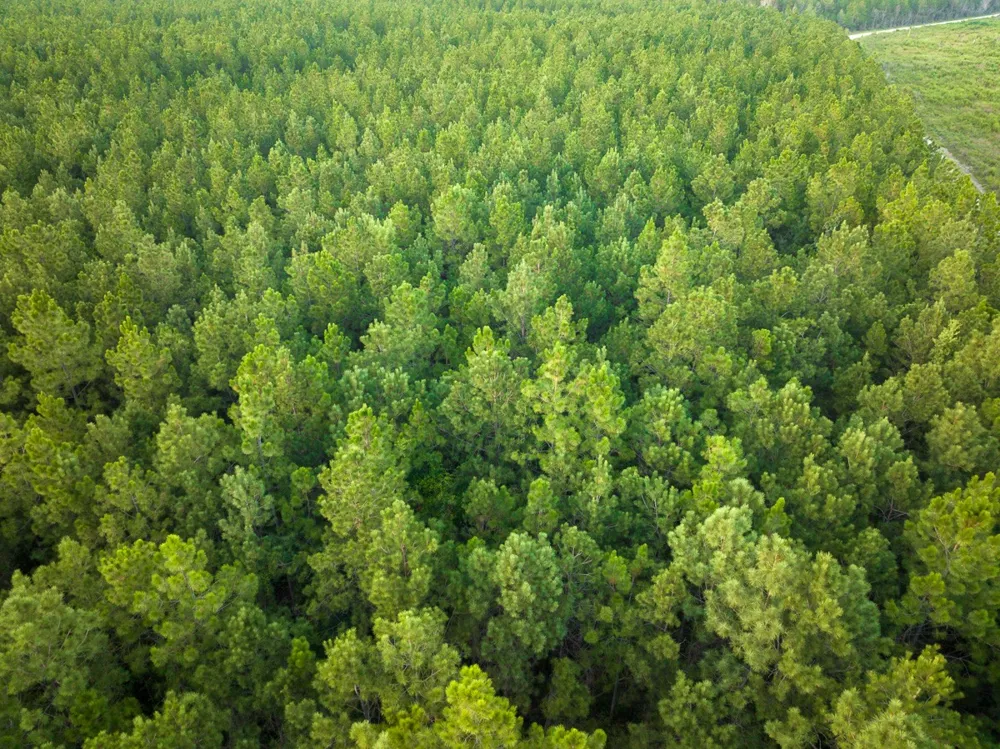 Starks Big Woods Rd. Lake Charles, LA 70661
