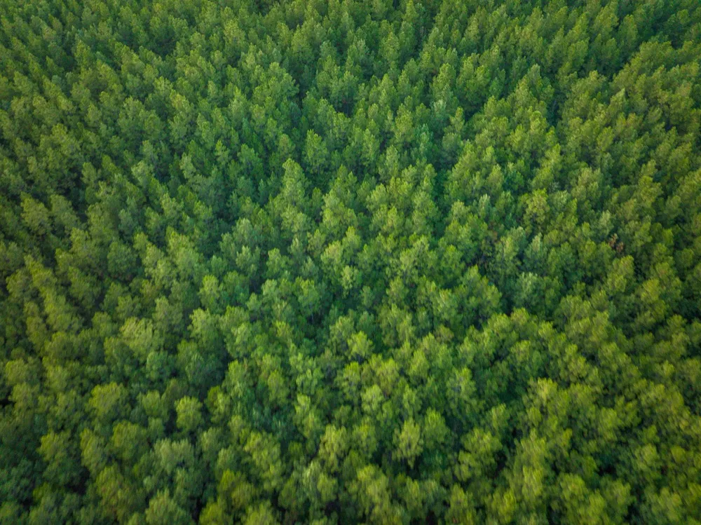 Starks Big Woods Rd. Lake Charles, LA 70661