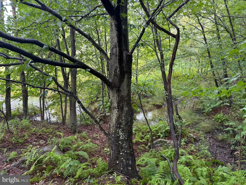 0 PINNACLE ROAD Keyser, WV 26726