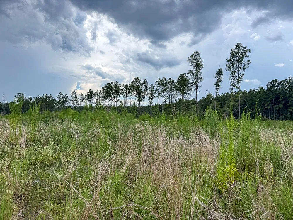 Kelley Road Jena, LA 71371