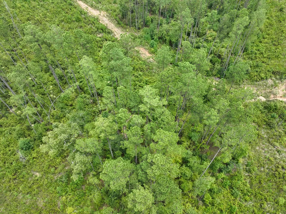 Highway 127 Jena, LA 71371