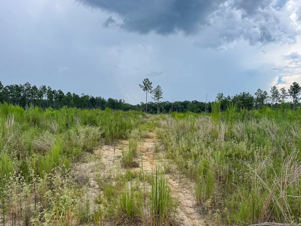 Highway 127 Jena, LA 71371