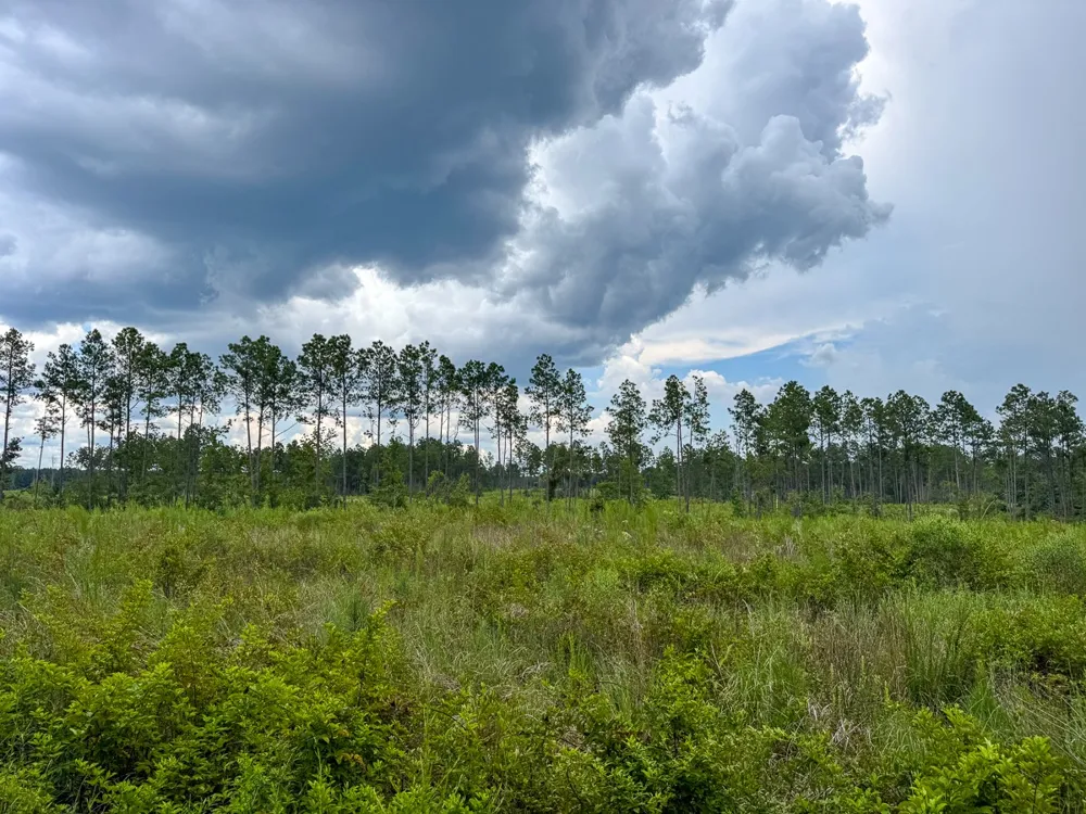 Highway 127 Jena, LA 71371