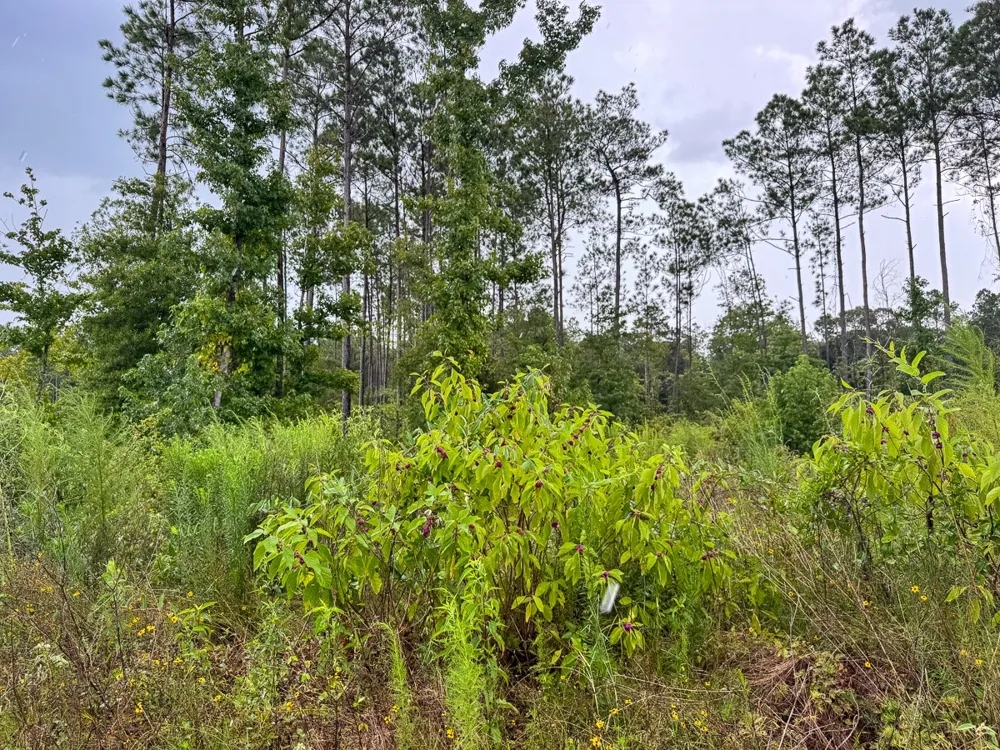 Highway 127 Jena, LA 71371