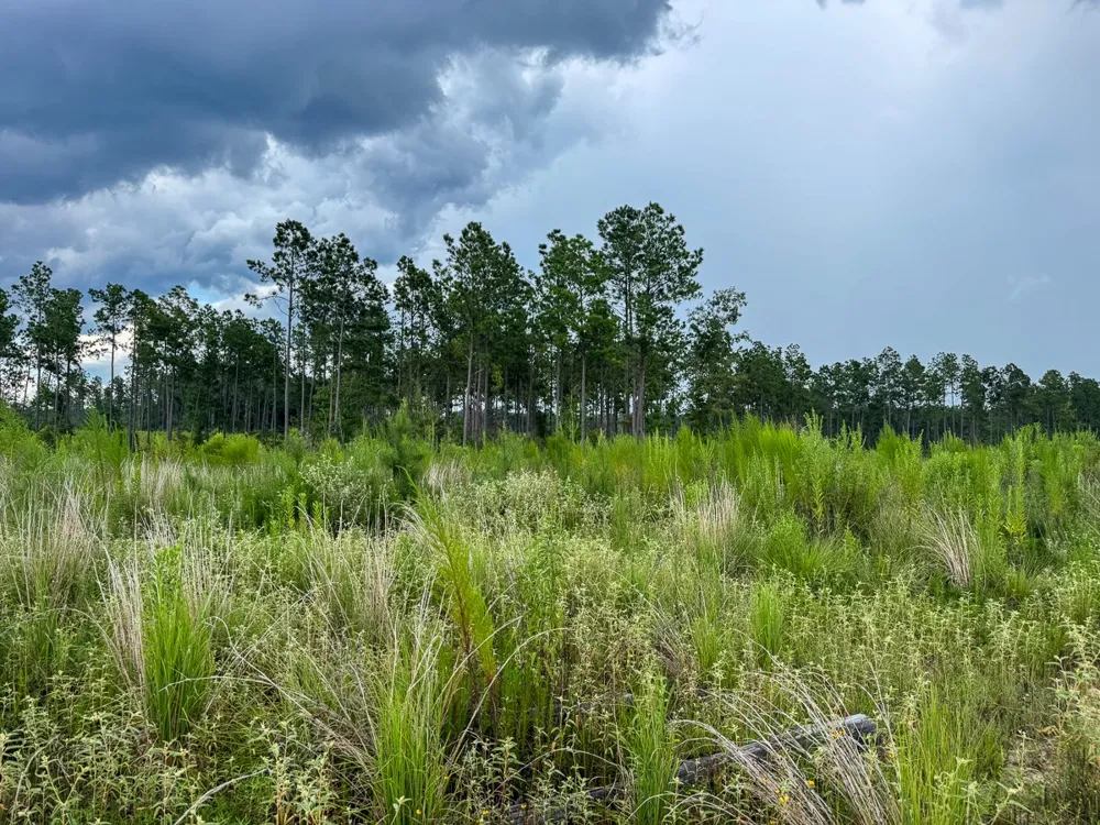 Highway 127 Jena, LA 71371