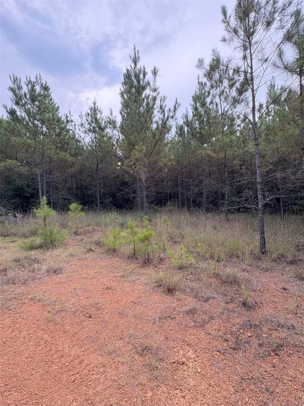 1388 County Road 1060 Center, TX 75935