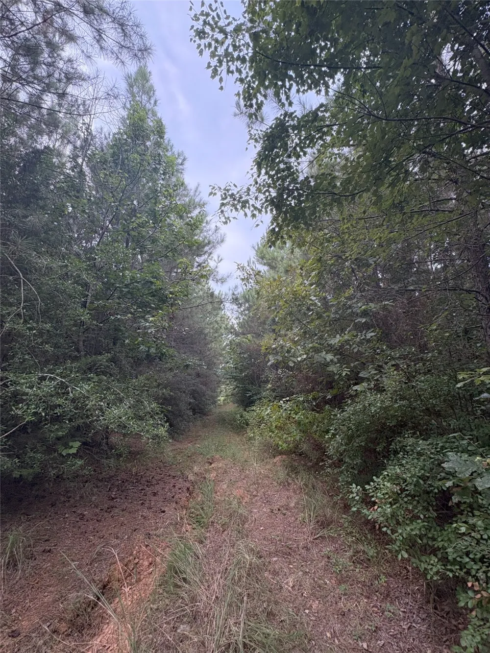 1388 County Road 1060 Center, TX 75935