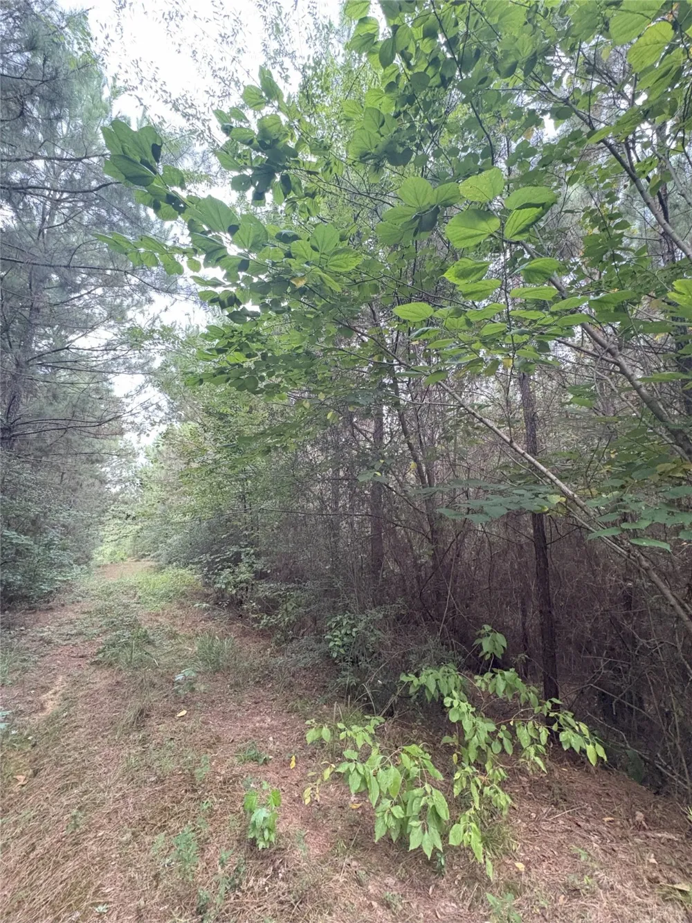 1388 County Road 1060 Center, TX 75935