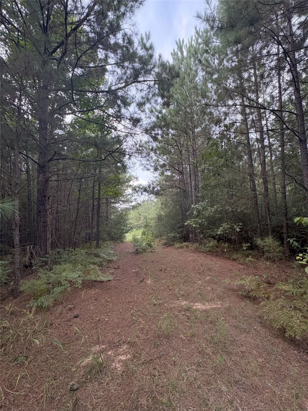 1388 County Road 1060 Center, TX 75935
