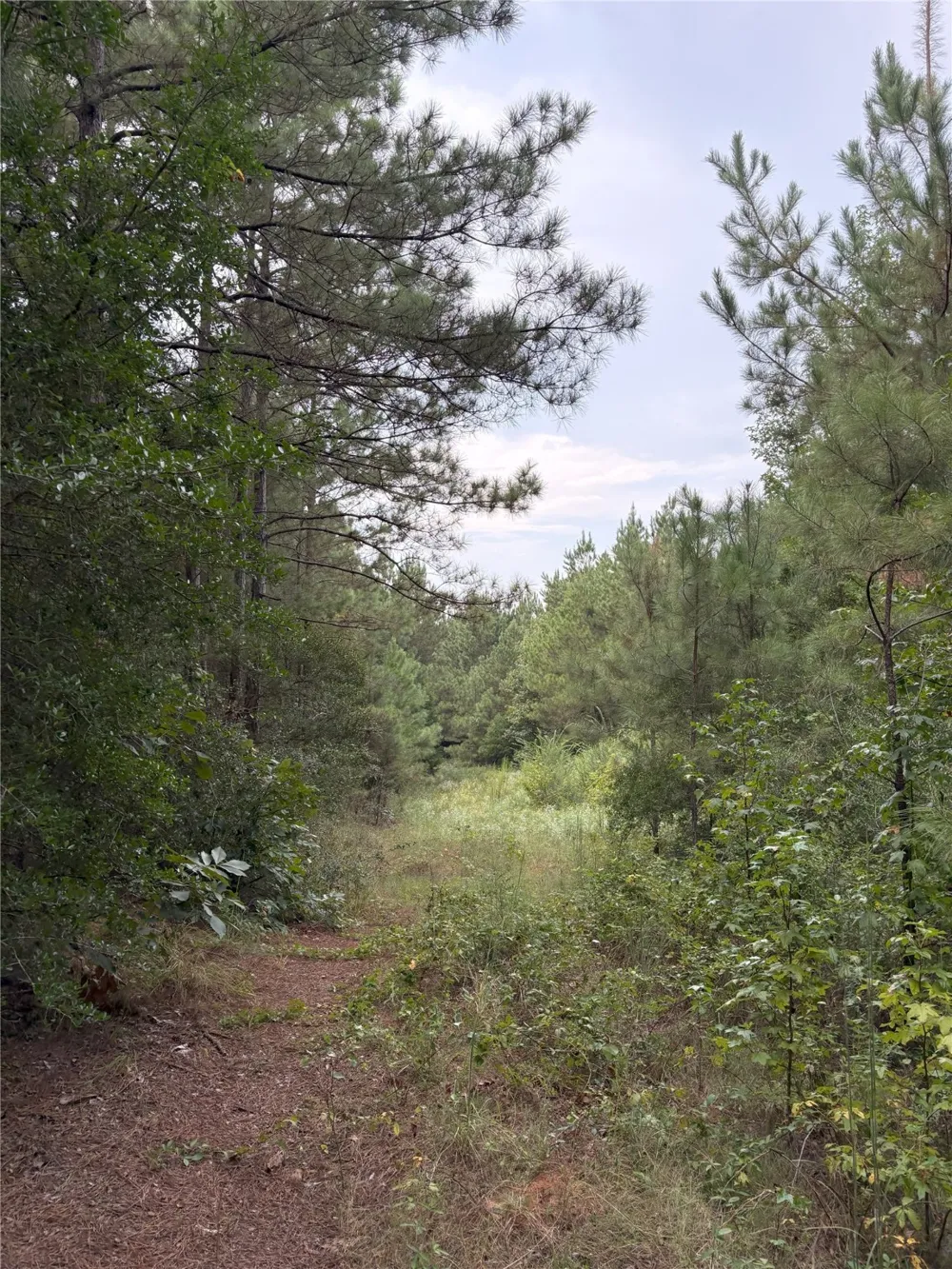 1388 County Road 1060 Center, TX 75935