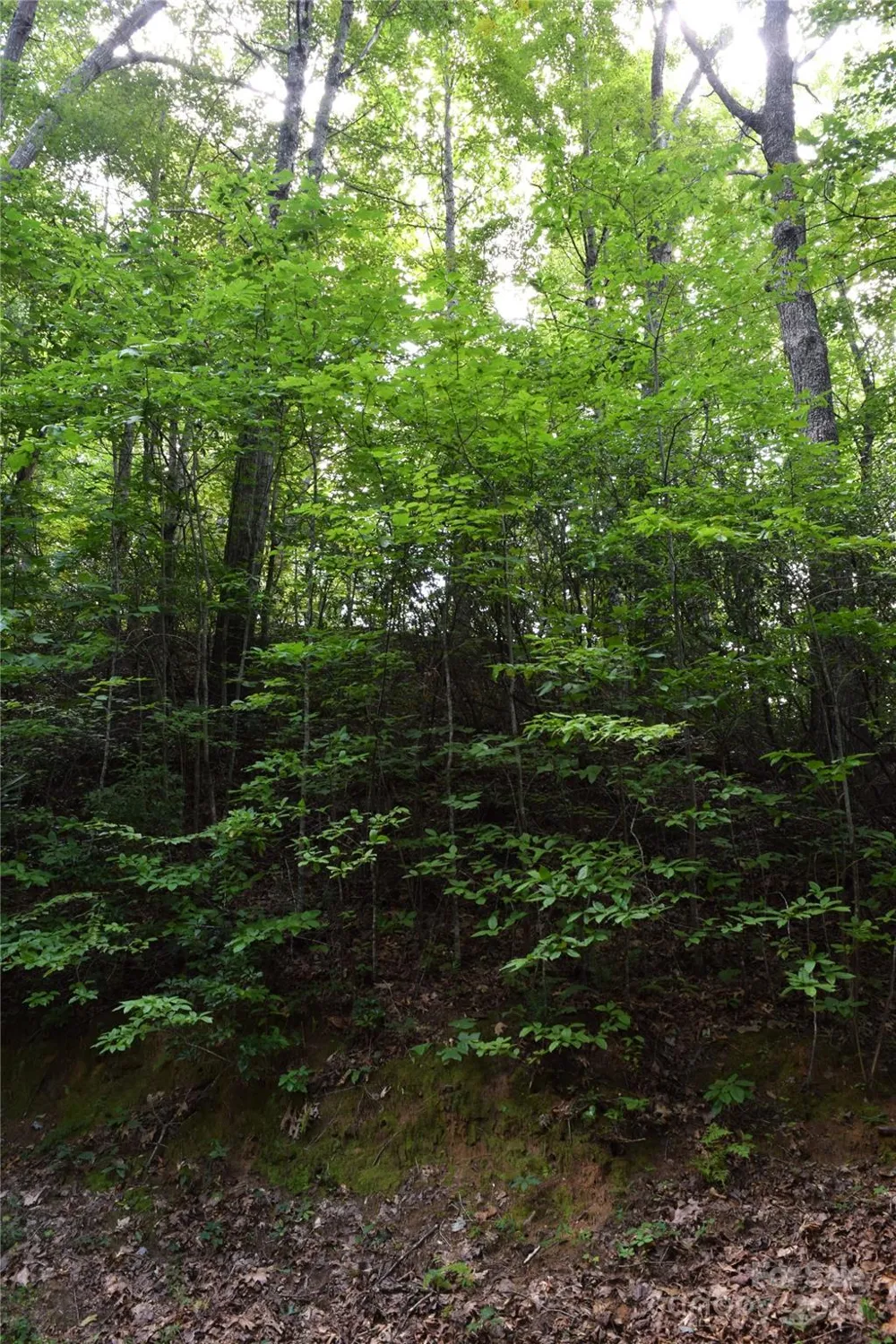 TBD Hideaway Ridge Trail #33 & 33A Robbinsville, NC 28771