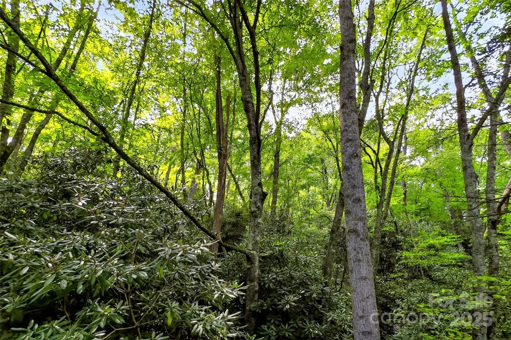99999 Yates Avenue Black Mountain, NC 28711