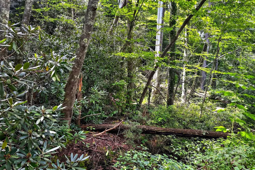 99999 Yates Avenue Black Mountain, NC 28711