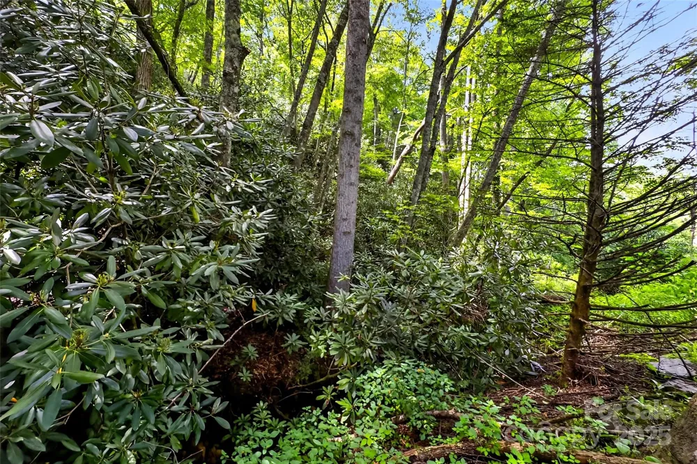 99999 Yates Avenue Black Mountain, NC 28711