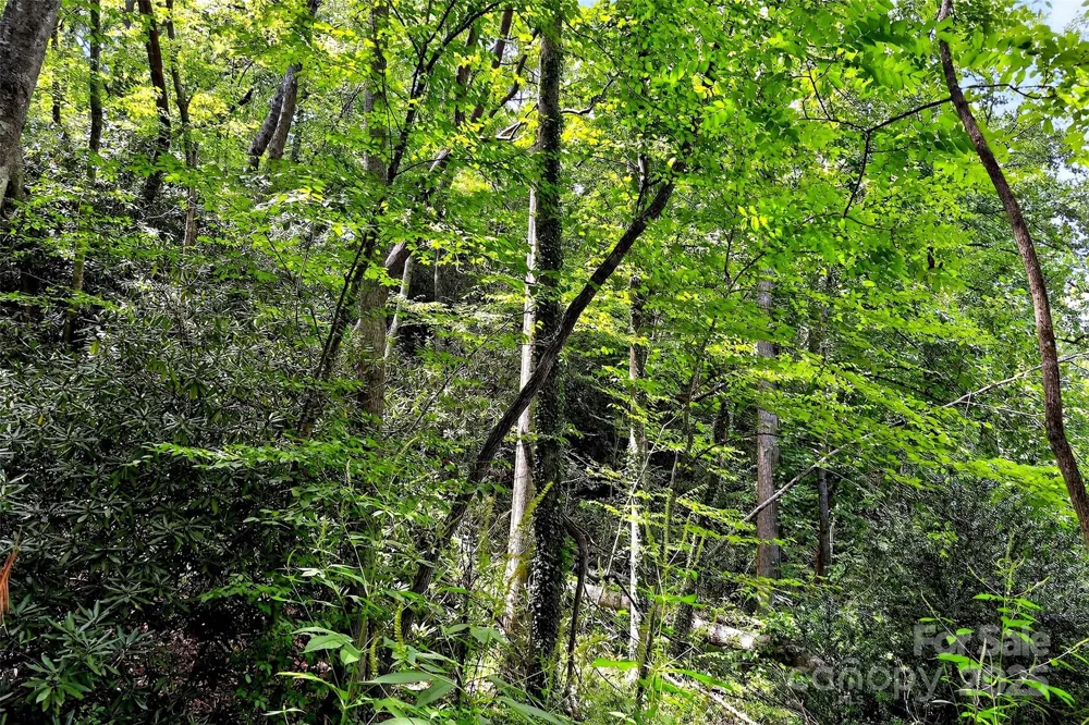 99999 Yates Avenue Black Mountain, NC 28711