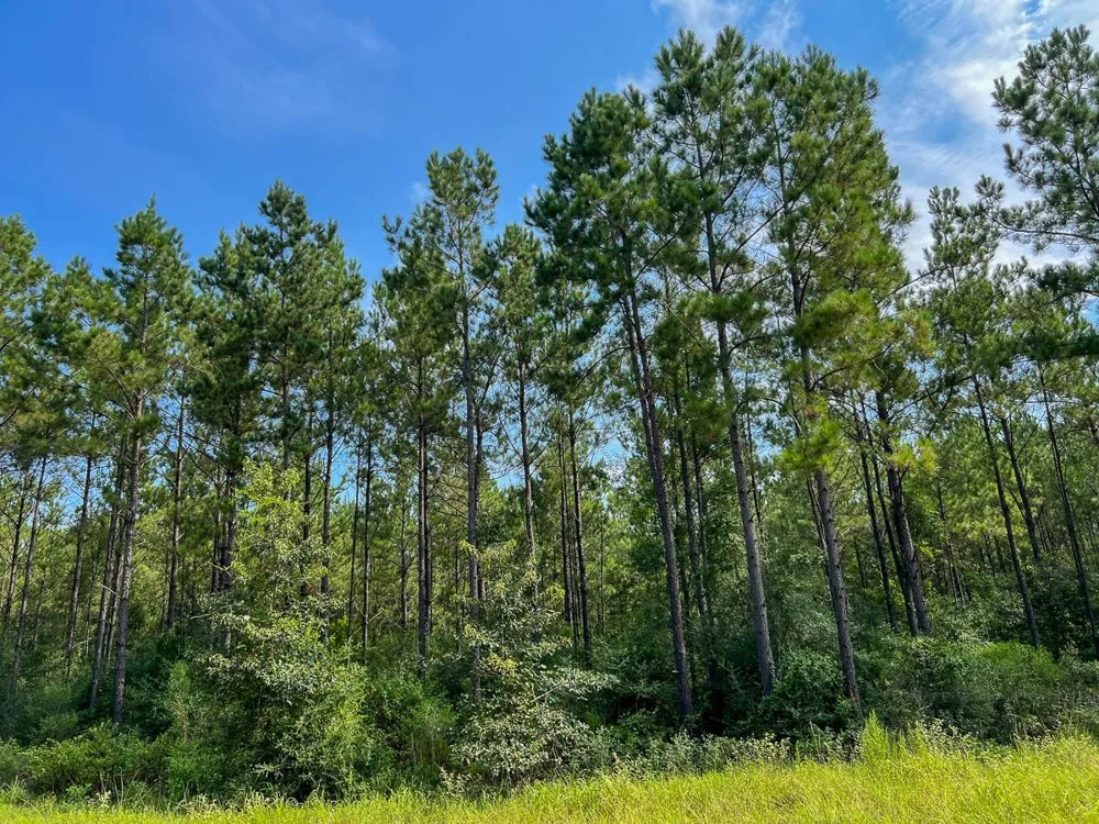 2 County Road 1325 Warren, TX 77664