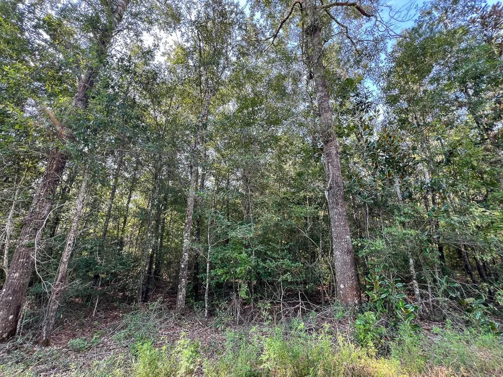 2 County Road 1325 Warren, TX 77664