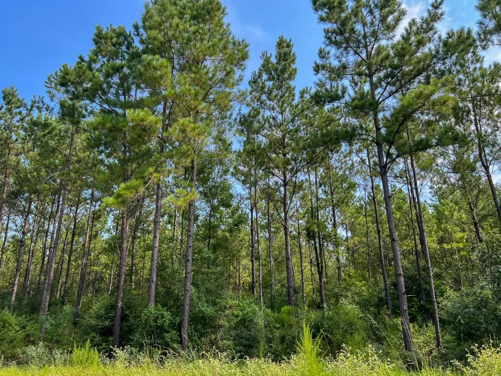 2 County Road 1325 Warren, TX 77664