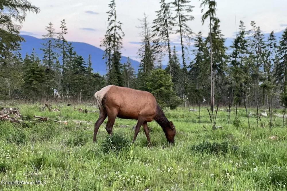DB Lot 11 Blk 1 Leonard Loop Athol, ID 83801