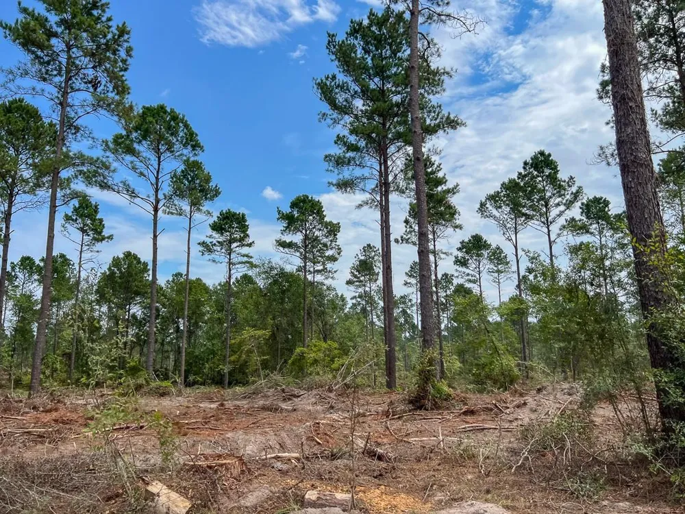 31 Boontown Road Groveton, TX 75845
