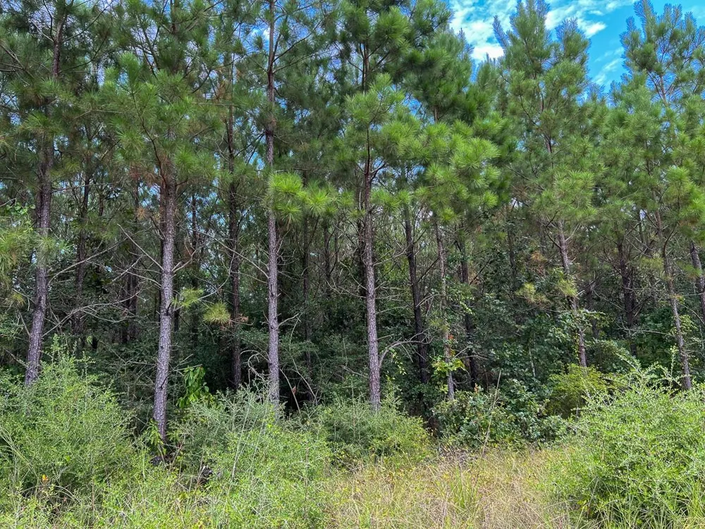 30 Meshell Road Groveton, TX 75845