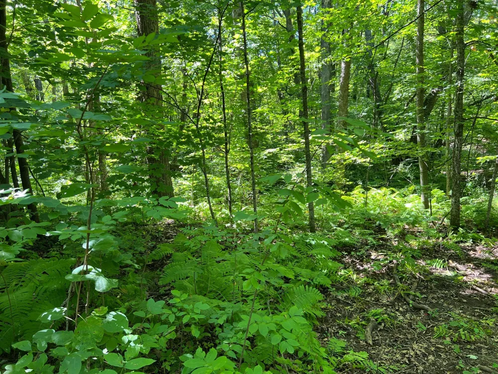 00000 River Island Road Pine City, MN 55063