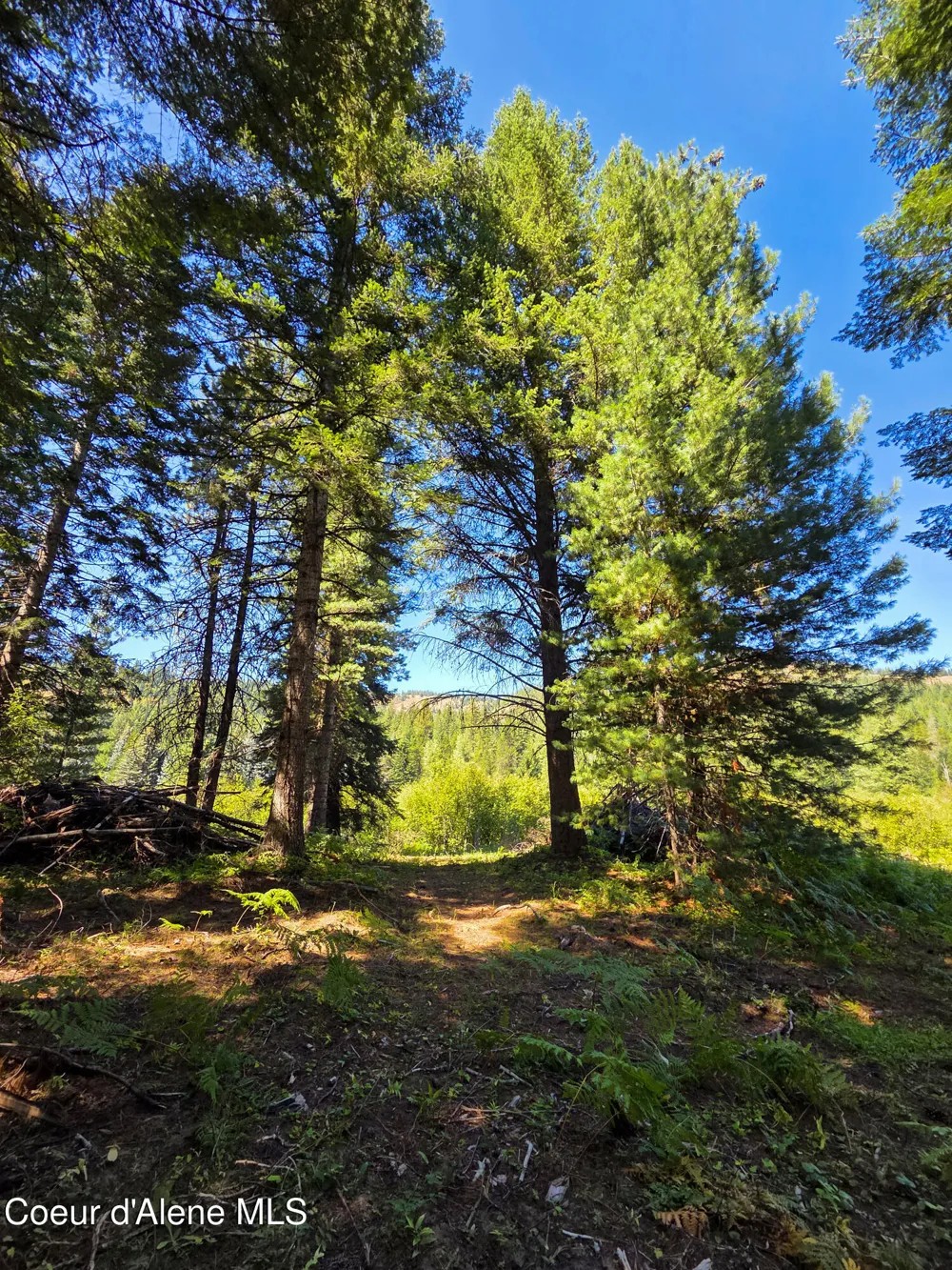 NNA Pup Paw 10 acres Priest River, ID 83856