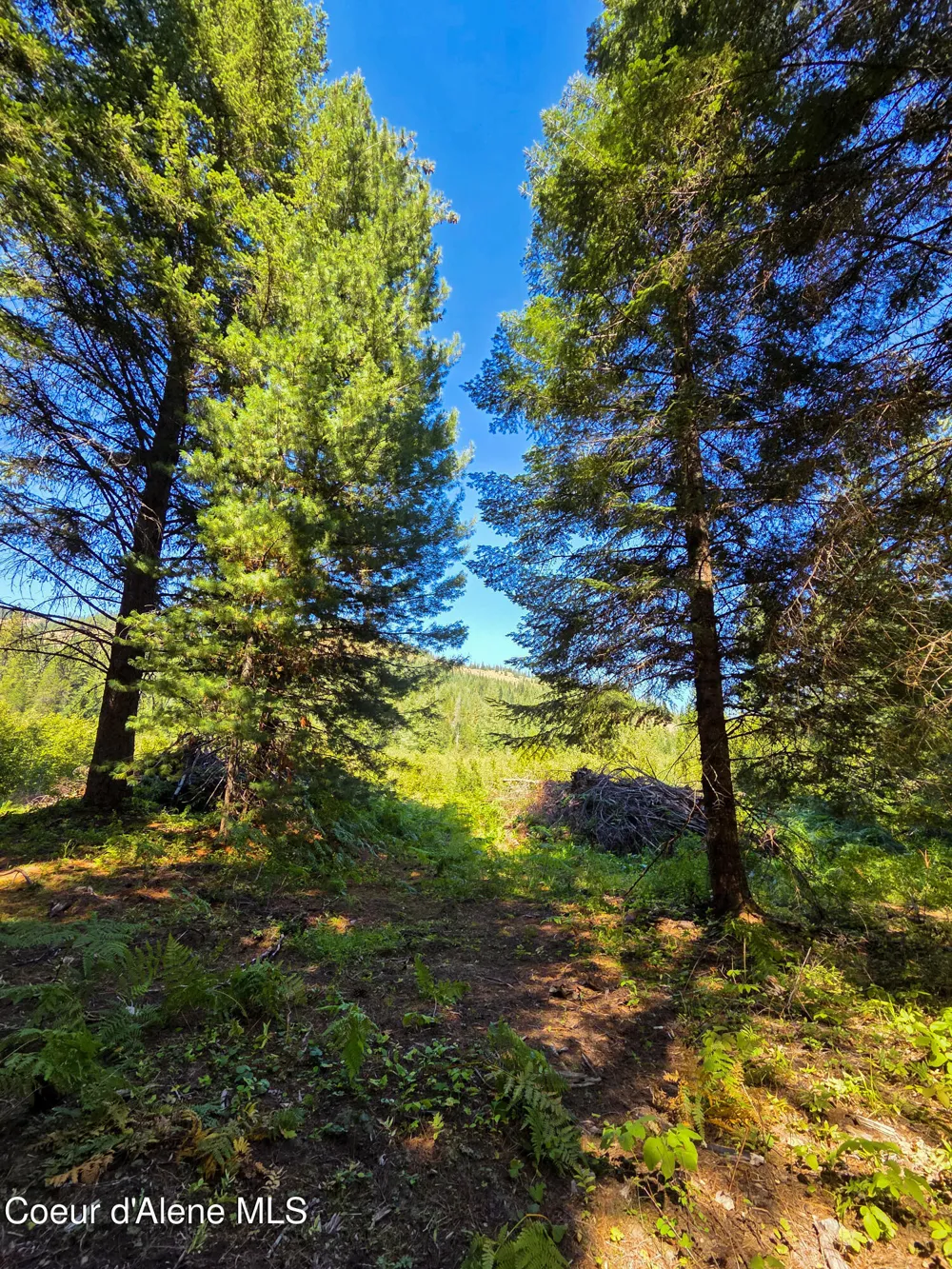 NNA Pup Paw 10 acres Priest River, ID 83856