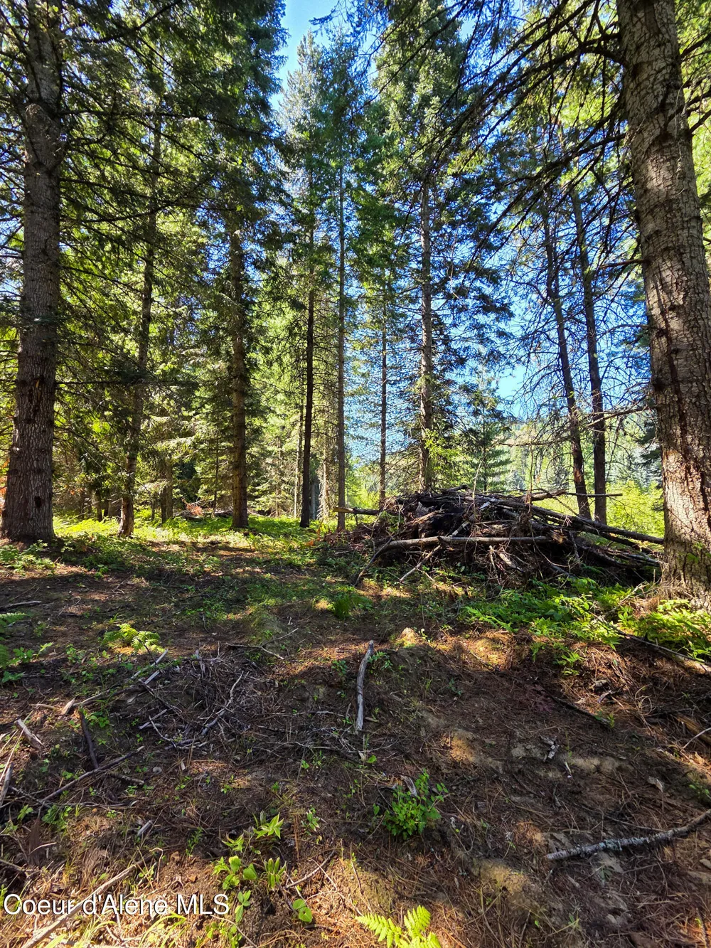 NNA Pup Paw 10 acres Priest River, ID 83856