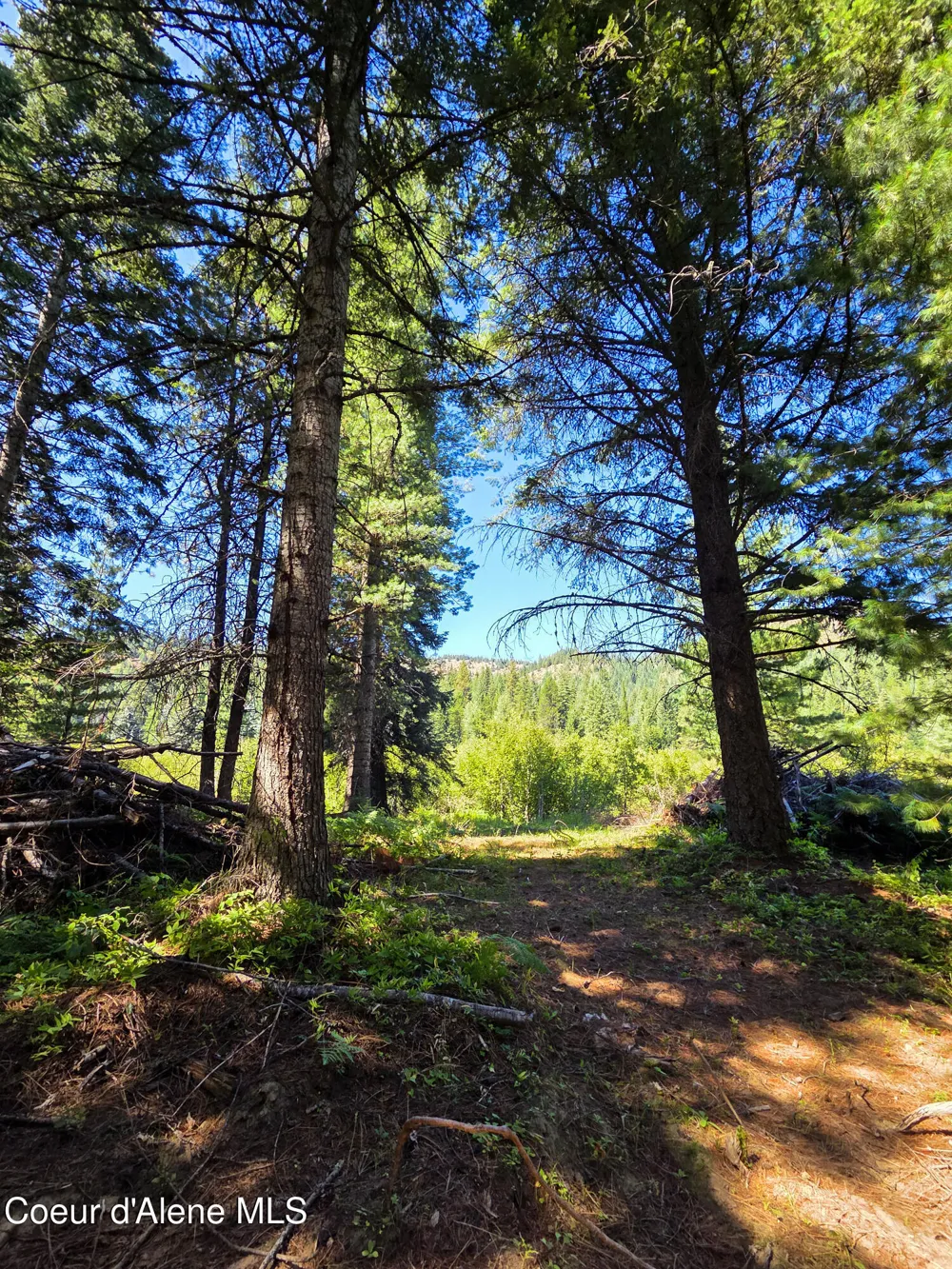 NNA Pup Paw 10 acres Priest River, ID 83856