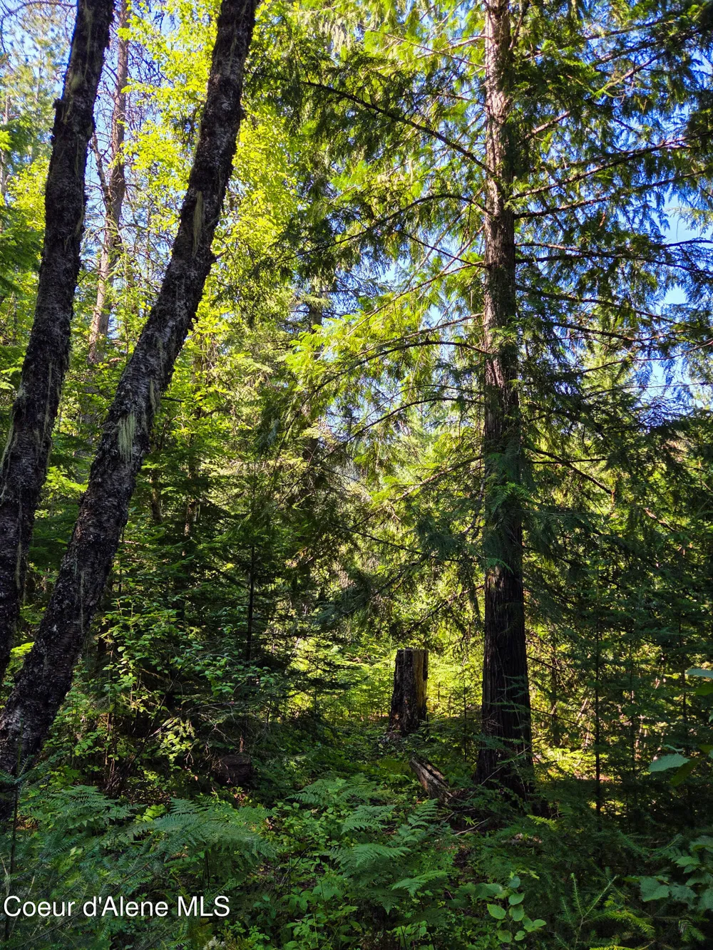 NNA Pup Paw 10 acres Priest River, ID 83856