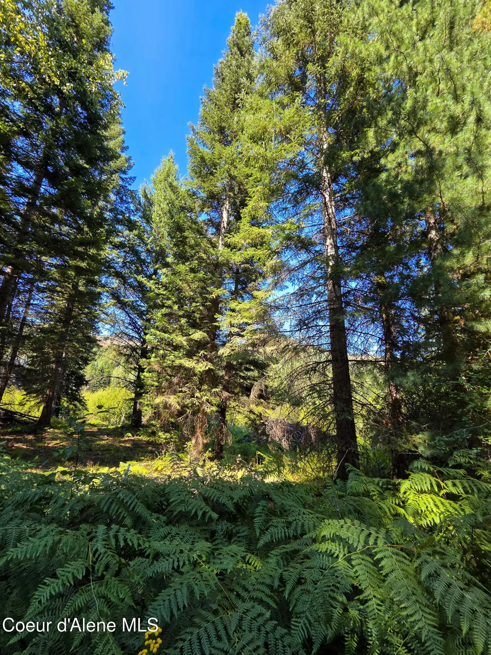 NNA Pup Paw 10 acres Priest River, ID 83856