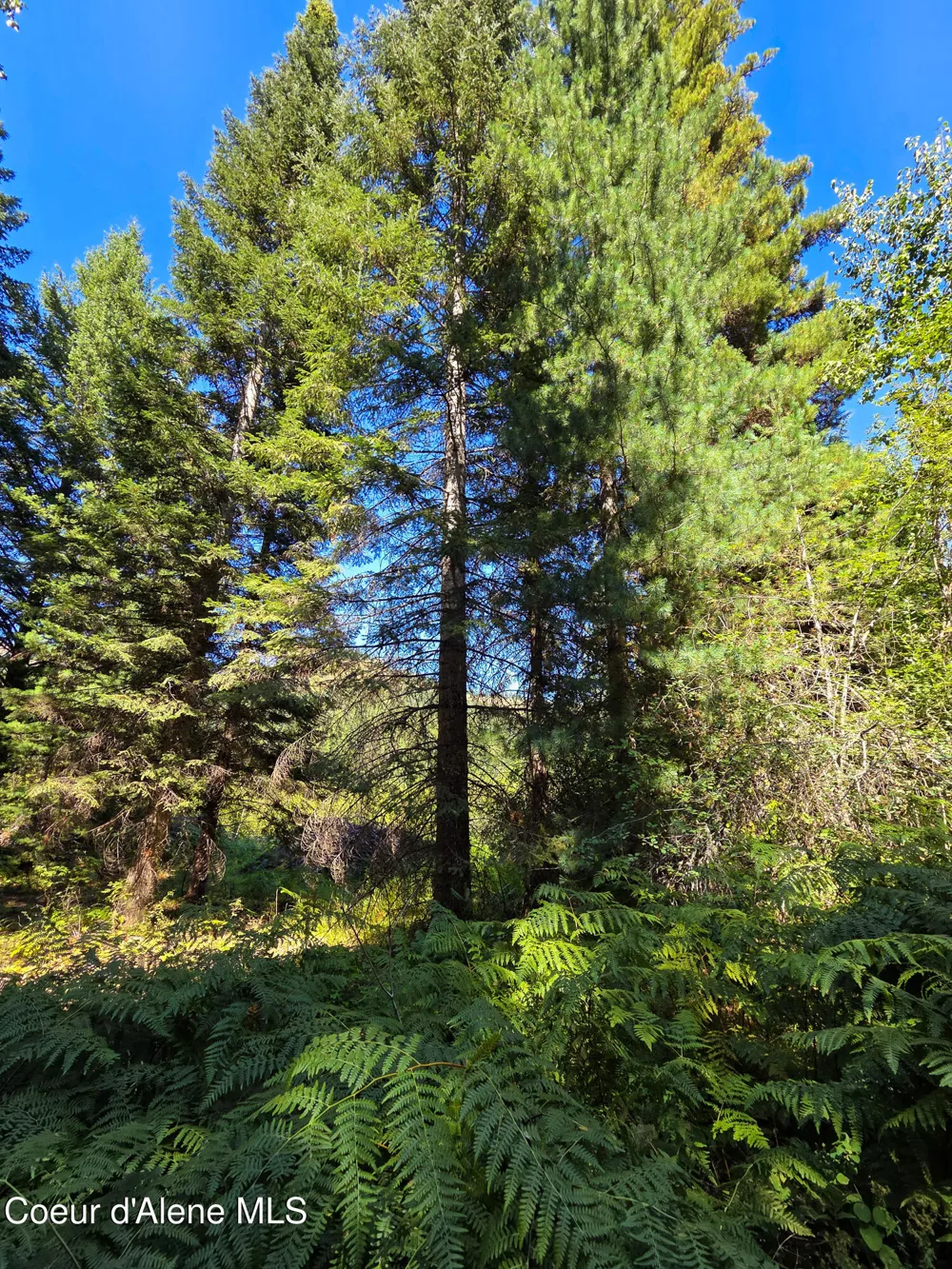 NNA Pup Paw 10 acres Priest River, ID 83856