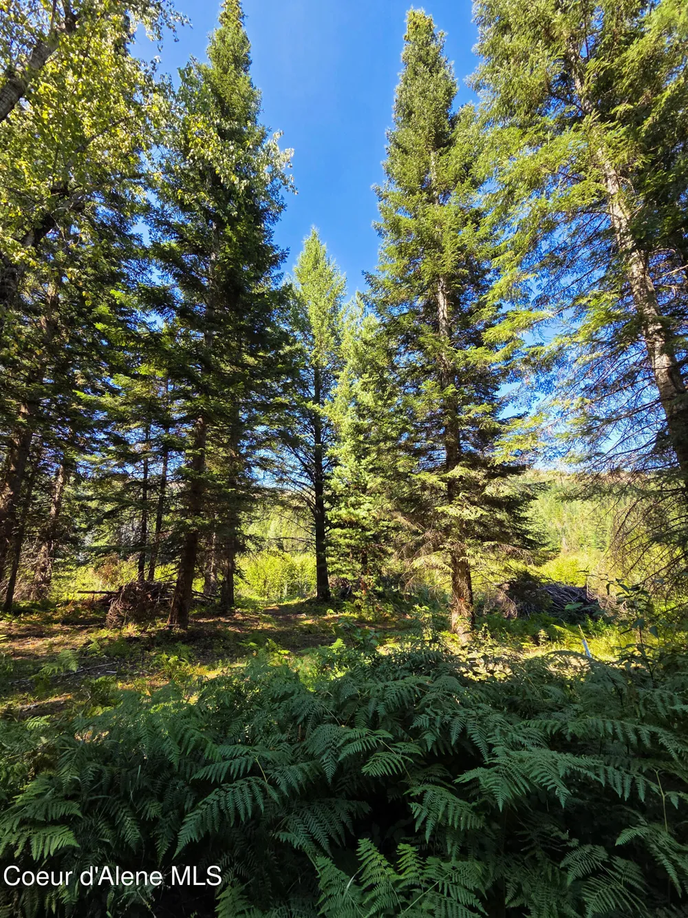 NNA Pup Paw 10 acres Priest River, ID 83856