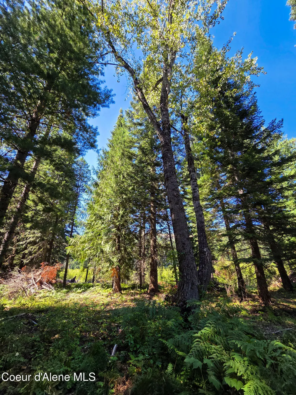 NNA Pup Paw 10 acres Priest River, ID 83856