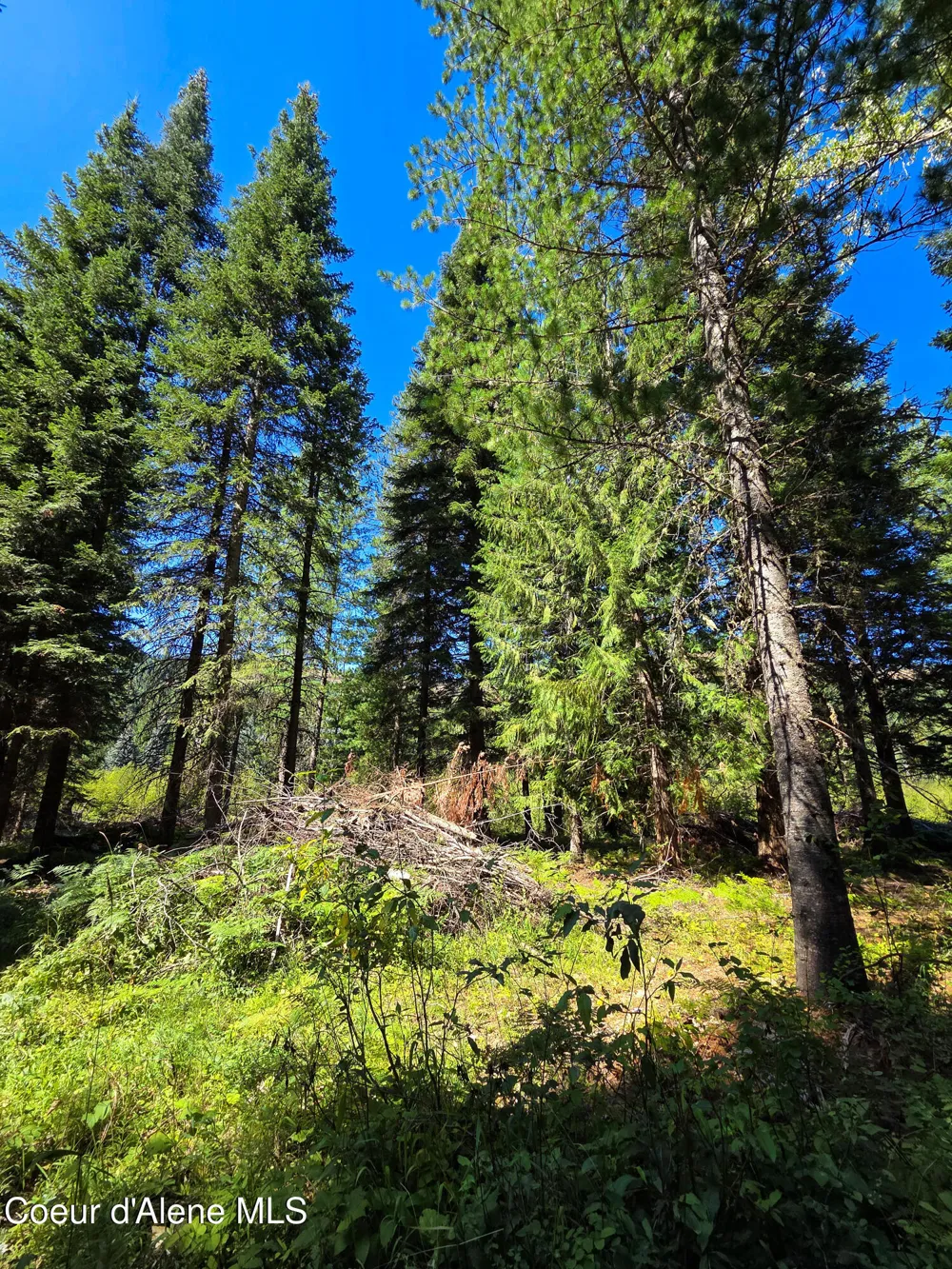 NNA Pup Paw 10 acres Priest River, ID 83856
