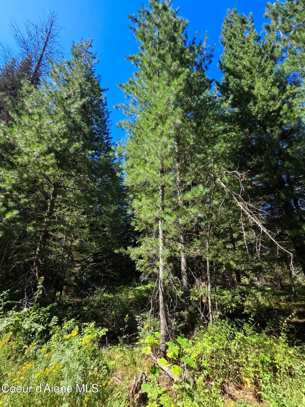 NNA Pup Paw 10 acres Priest River, ID 83856