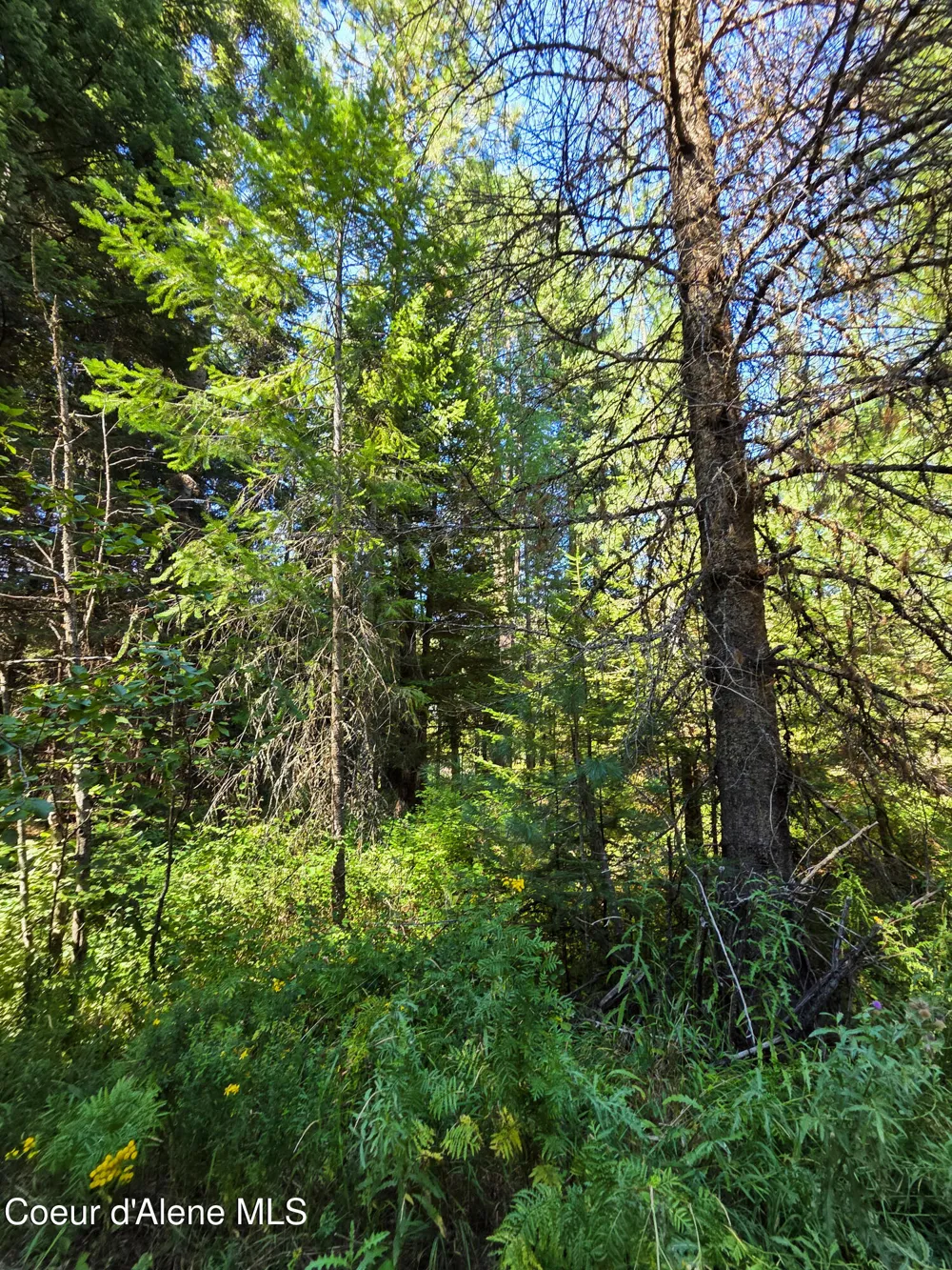 NNA Pup Paw 10 acres Priest River, ID 83856