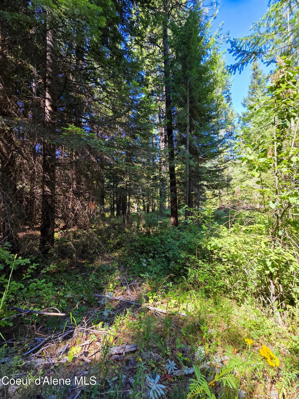 NNA Pup Paw 10 acres Priest River, ID 83856