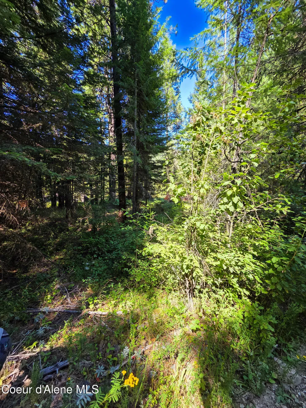 NNA Pup Paw 10 acres Priest River, ID 83856