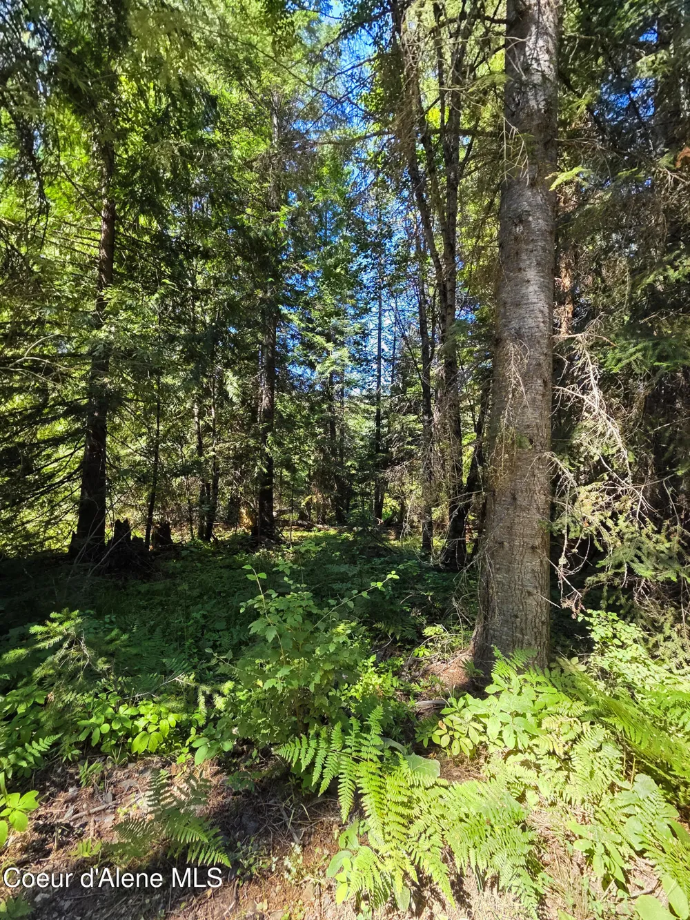 NNA Pup Paw 10 acres Priest River, ID 83856