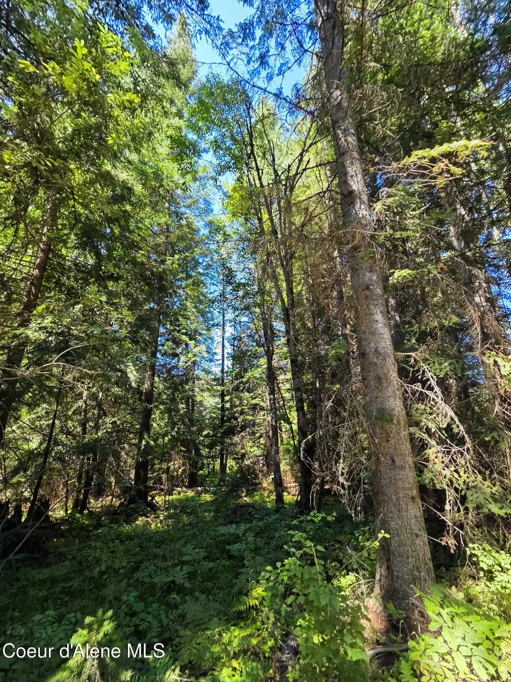 NNA Pup Paw 10 acres Priest River, ID 83856