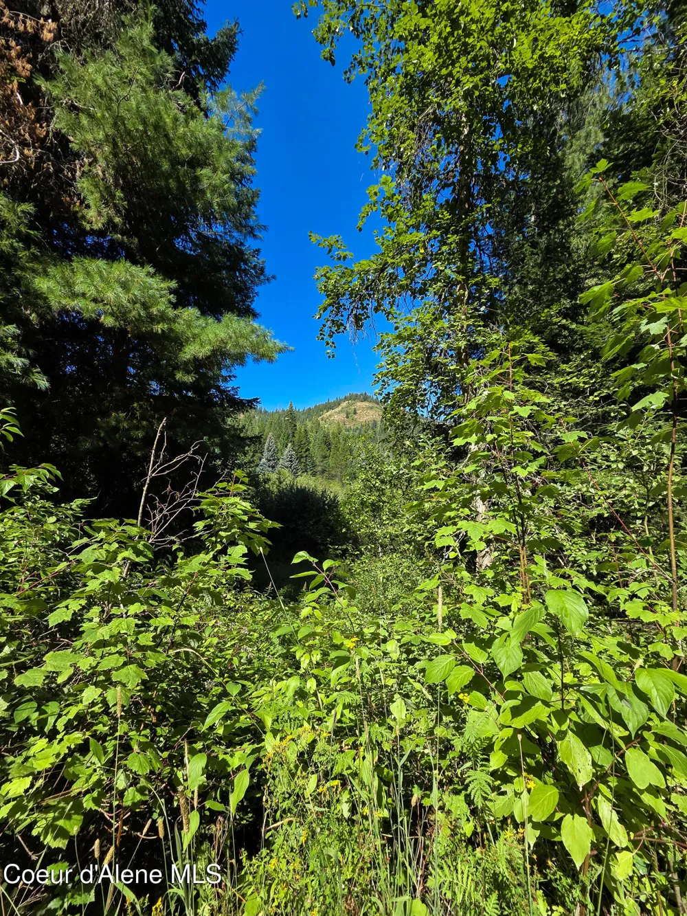 NNA Pup Paw 10 acres Priest River, ID 83856