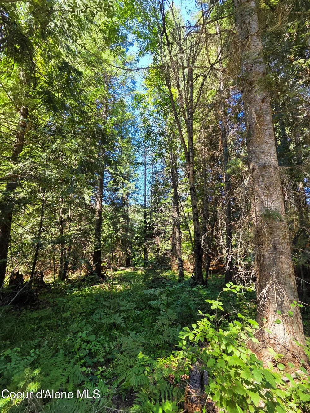 NNA Pup Paw 10 acres Priest River, ID 83856