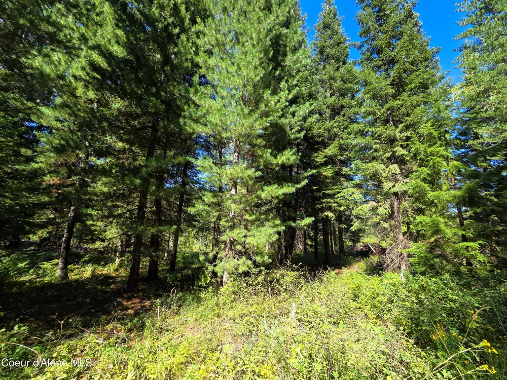 NNA Pup Paw 10 acres Priest River, ID 83856