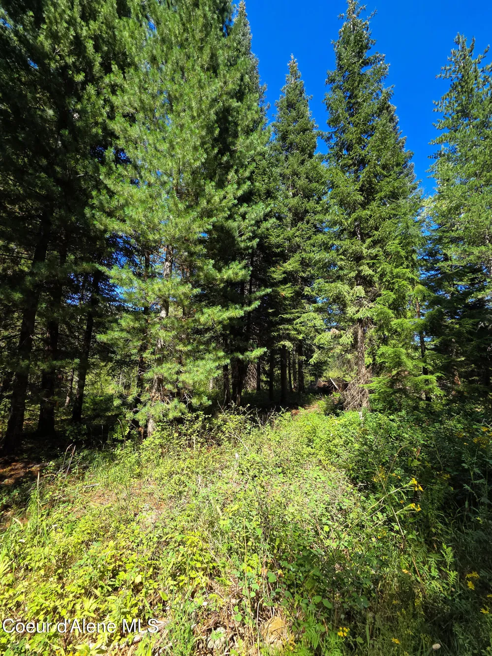 NNA Pup Paw 10 acres Priest River, ID 83856