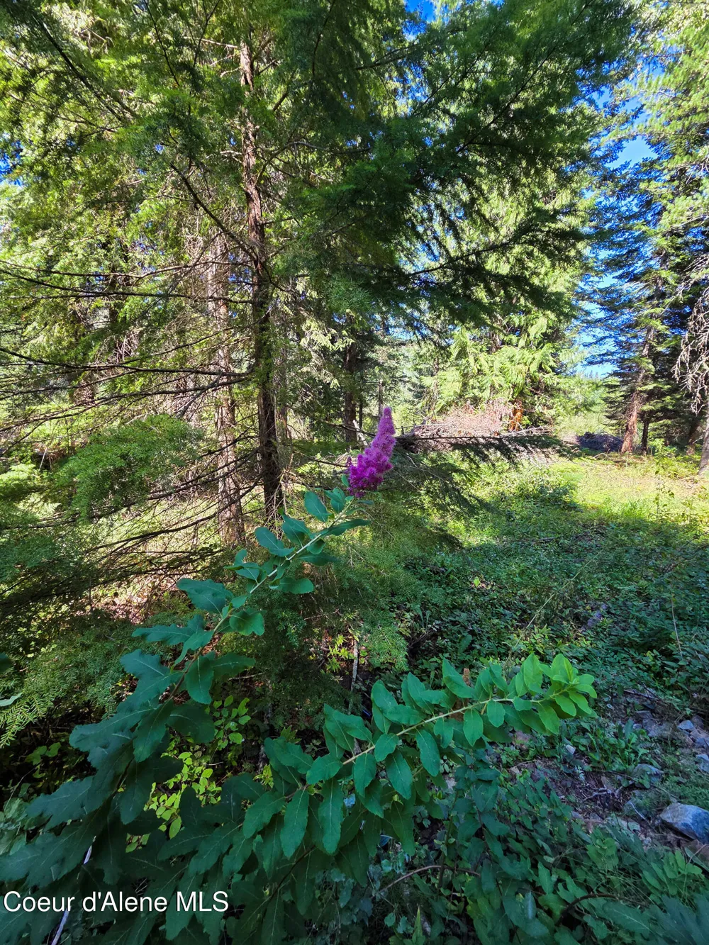 NNA Pup Paw 10 acres Priest River, ID 83856