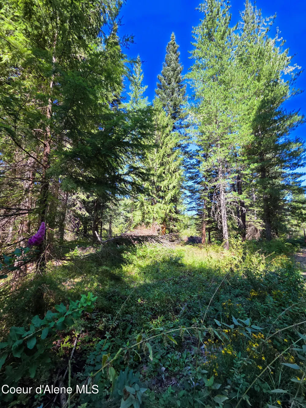 NNA Pup Paw 10 acres Priest River, ID 83856